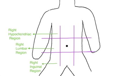 Anatomyabdominopelvic Regions And Quadrants Youtube
