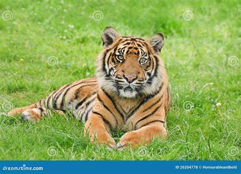Portrait Of Sumatran Tiger Panthera Tigris Sumatre Stock Photo Image