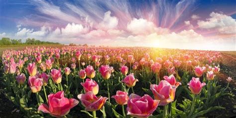 Yeele 12x6ft Spring Tulips Flower Backdrop For Photography