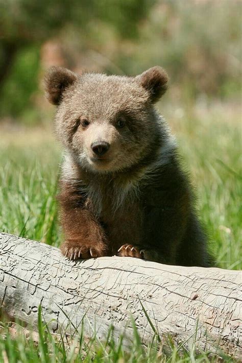 Pin By Kyle Ballantine On Og Bear Cute Wild Animals Animals Wild