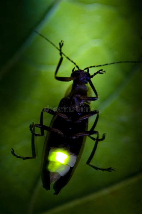 Flashing Firefly Lightning Bug Stock Photo Image Of Flasher