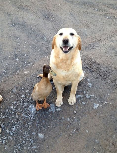 19 Things All Labrador Owners Must Never Forget