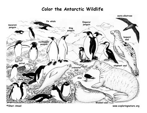 Free coloring pages to print or color online. Antarctic Animals (Labeled) - Coloring Nature