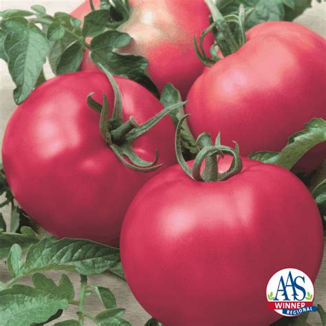 Tomato Chefs Choice Pink F1 All America Selections