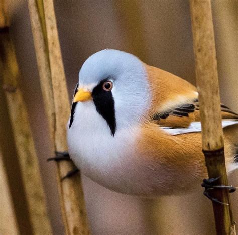 Best Bird Shots 🐦 On Instagram “congrats To Birddrangsland For His