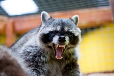 Fearless Zombie Raccoons Can Be Fatal To Pets Chicago Il Patch