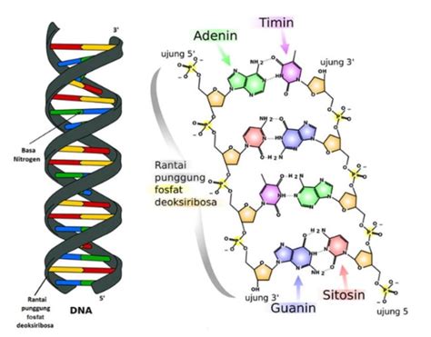 Materi Genetik Dna Dan Rna Pengertian Struktur Fungsi Dan Contoh