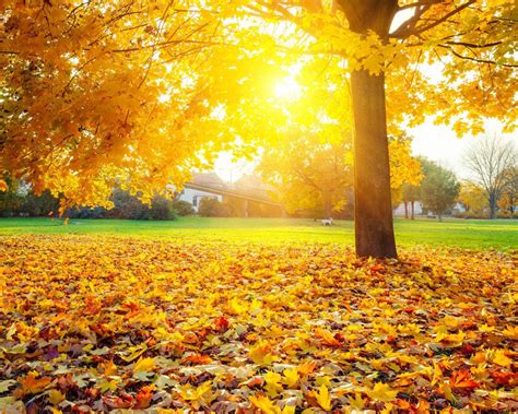 Seasons Autumn Foliage Rays Of Light Nature Hd Desktop Wallpaper