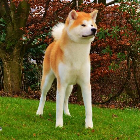 Stunning Female Japanese Akita Inu Puppy Coventry West Midlands