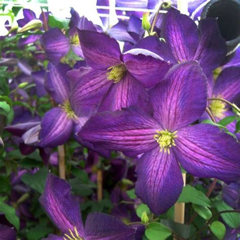 Check spelling or type a new query. Clematis Jackmanii Purpurea | Pinturas