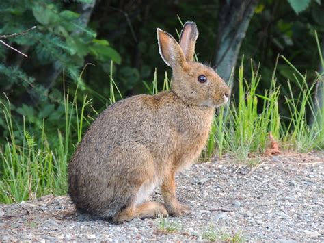 Snowshoe Hare Mammals Of Wisconsin · Biodiversity4all