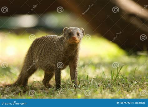 The Banded Mongoose Mungos Mungo Running On The Green Grass In The
