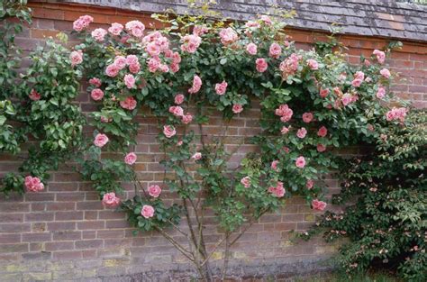 Maybe you would like to learn more about one of these? Garden Design Ideas With Climbing Roses