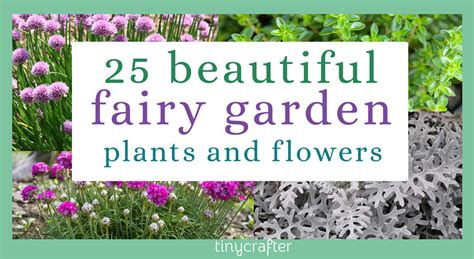 25 Best Fairy Garden Plants And Flowers Tiny Crafter