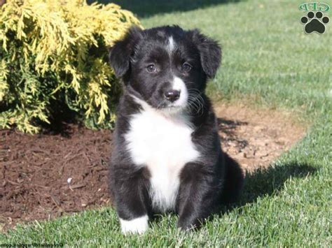 When you get your puppy remember the dog will. German Shepherd Lab Mix Puppies For Sale In Pa | PETSIDI
