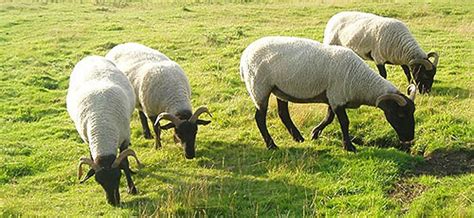 History Of The Norfolk Horn Breed Of Sheep
