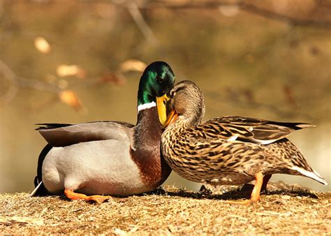 A Couple Cute Ducks Image 437930 On