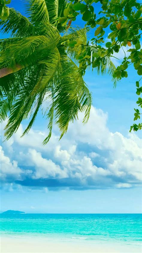 Tropical Beach Coconut Tree Iphone 8 Wallpapers Free Download