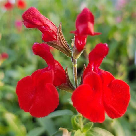 Salvia Greggii ‘radio Red Middleton Nurseries