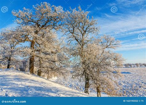 Oak Tree In A Winter Landscape Stock Photo Image Of Horizon Nature