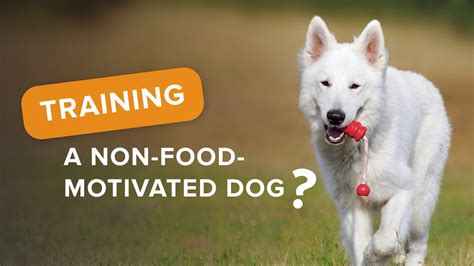 Training A Non Food Motivated Dog Youtube