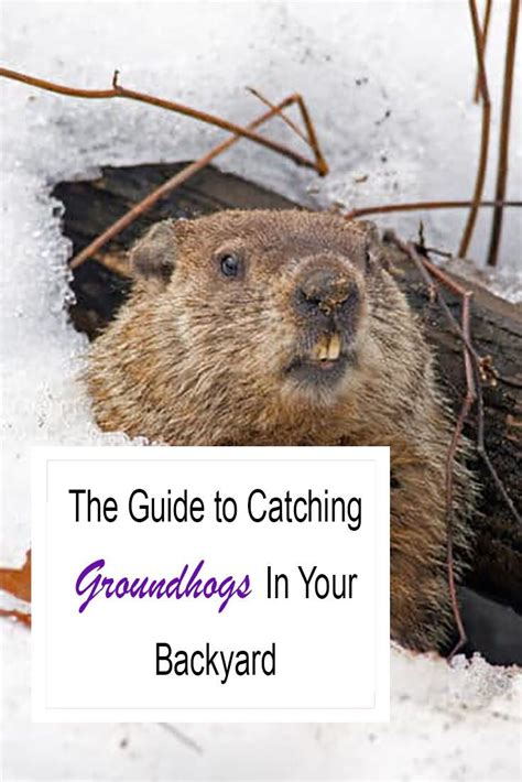 How To Catch A Groundhog In Your Backyard Quickly 2021 Own The Yard