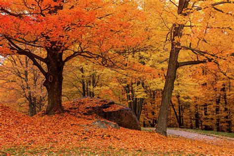 Path Through New England Fall Foliage Photograph By Jeff