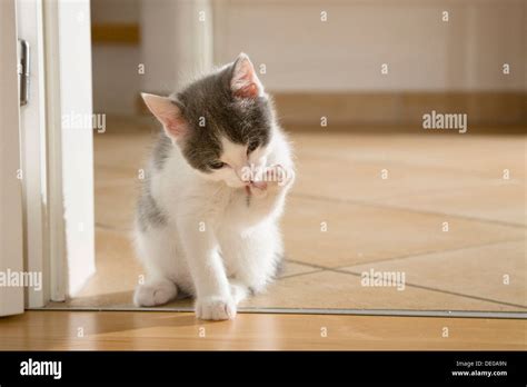 Kitten Licking Its Paw Stock Photo Alamy