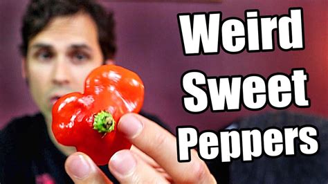 Weirdly Shaped Sweet Peppers Chili Pepper Reviews Youtube