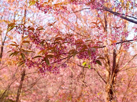 Prunus Cerasoides Wild Himalayan Cherry Free Stock Photo Public