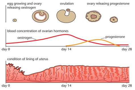 menstrual cycle diagram gcse
