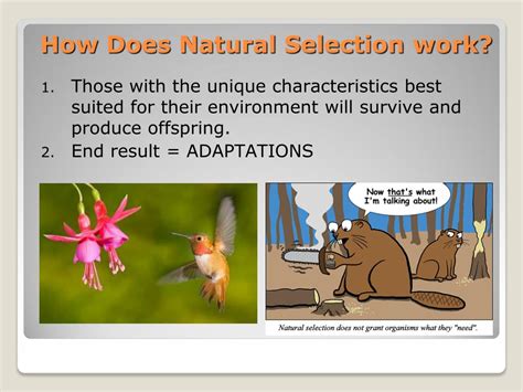 Ppt Natural Selection Powerpoint Presentation Free Download Id3341936