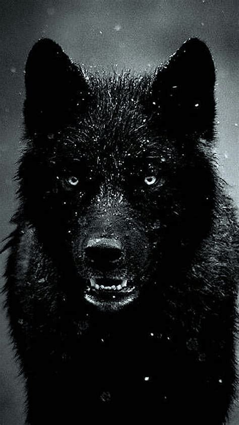 Dark Wolf Wallpaper Images