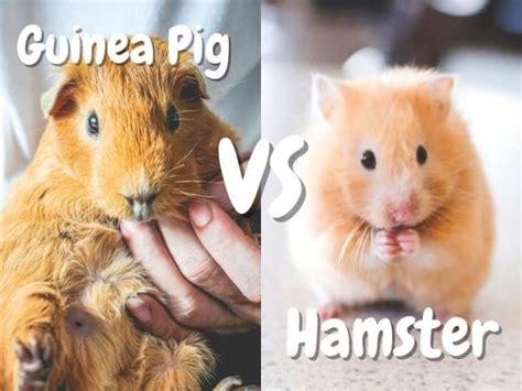 Guinea Pig Vs Hamster Whats The Best Pet For Me The Pet Savvy