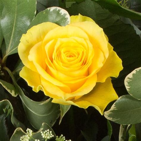 Six Long Stemmed Yellow Roses Flowers By Paula Florist York