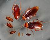 Photos of Asian Cockroach