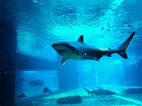 10 Largest Aquariums In The World 2022