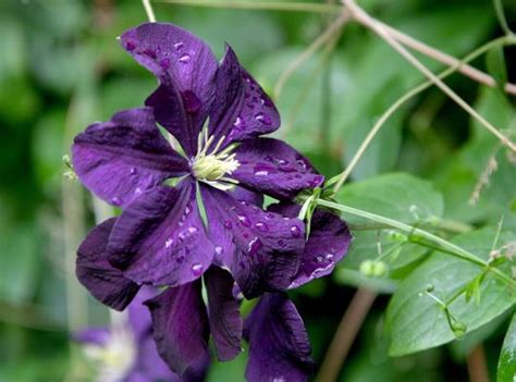 Buy clematis 'polish spirit' clematis (group 3): Clematis v. Polish Spirit