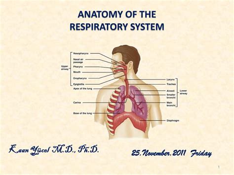 Ppt Anatomy Of The Respiratory System Powerpoint Presentation Free