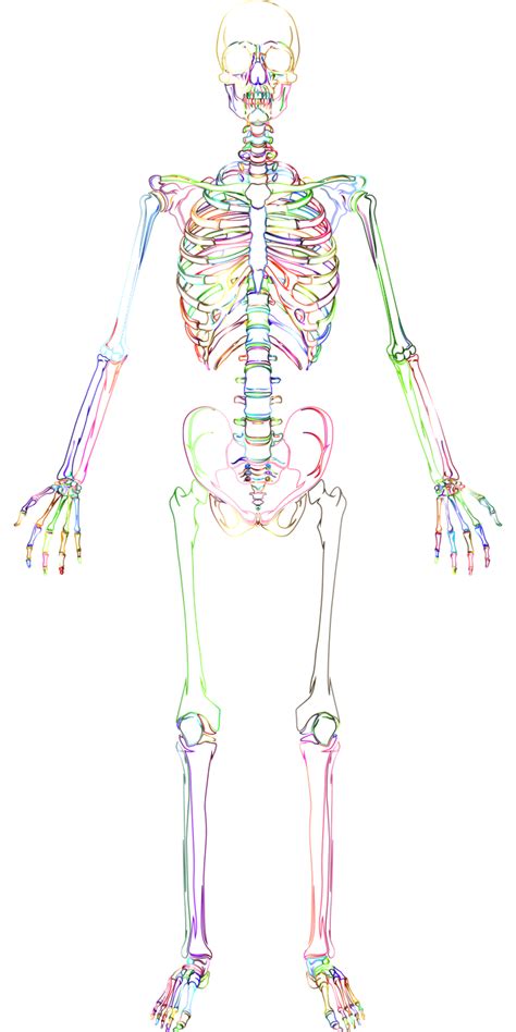 Skeletal System Sketch