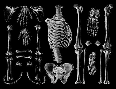 Cuántos Huesos Tiene Un Ser Humano