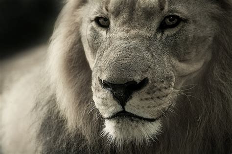 African Lions Now Protected By Endangered Species Act