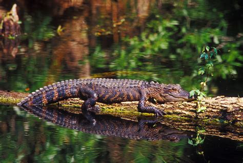 American Alligator | Endangered Species Coalition