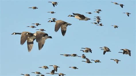 Why Do Migrating Canada Geese Sometimes Fly In The Wrong Planet