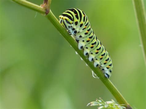 Wild And Wonderful Lepidoptera Swallowtail Caterpillars In Norfolk