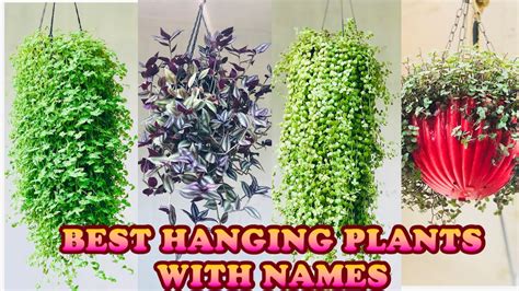 Best Hanging Plants With There Name Fast Growing Hanging Plants Youtube