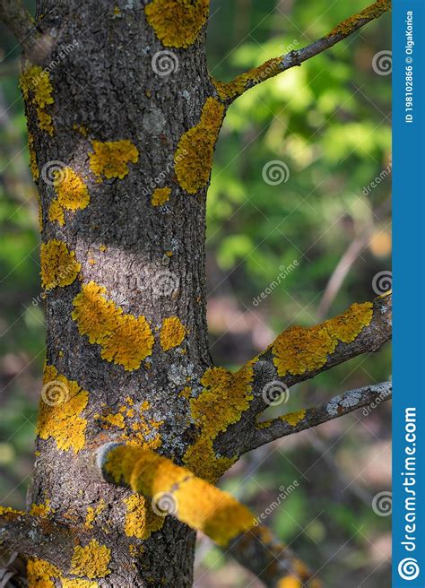 Yellow Moss Crustose Lichen Close Up Disease Of The Bark Of A Fruit