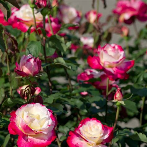 Van Zyverden 1 Pack In Bare Root Multicolor Roses Double Delight In The