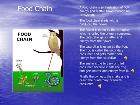 Ppt Energy Flow Through Food Chains And Food Webs Powerpoint
