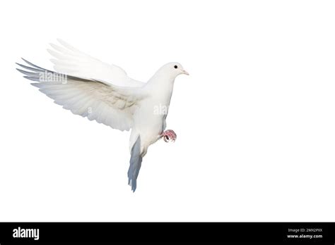 White Dove In Flight Isolated On White Background Stock Photo Alamy